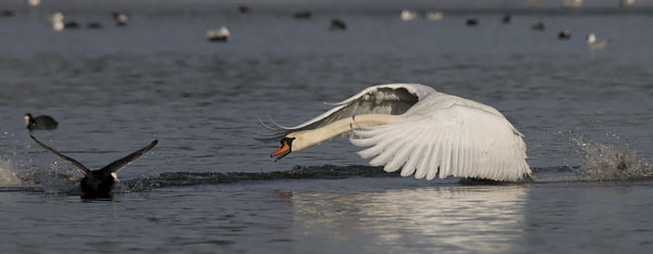 Kyhmyjoutsen, Mute Swan, Cygnus olor